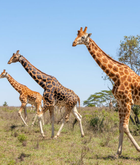 Giornata Mondiale della Giraffa