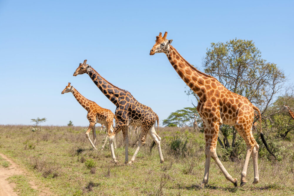 Giornata Mondiale della Giraffa